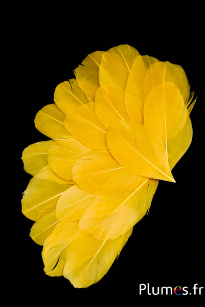 Pétales en plumes - 6-8 x 3-4 cm - jaune topaze